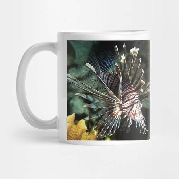 Caribbean Lion Fish by Scubagirlamy